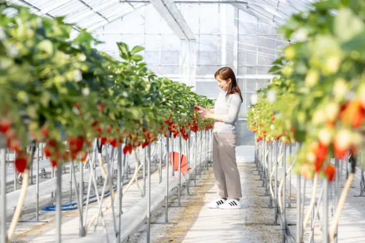 ホテル敷地内にあるいちごの自家農園