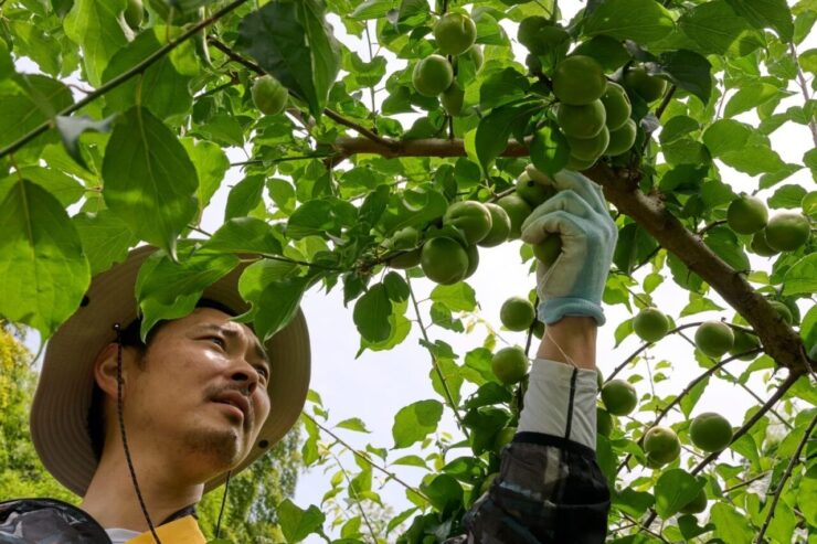 和歌山県・みなべ町「有本農園」園主・有本陽平さん