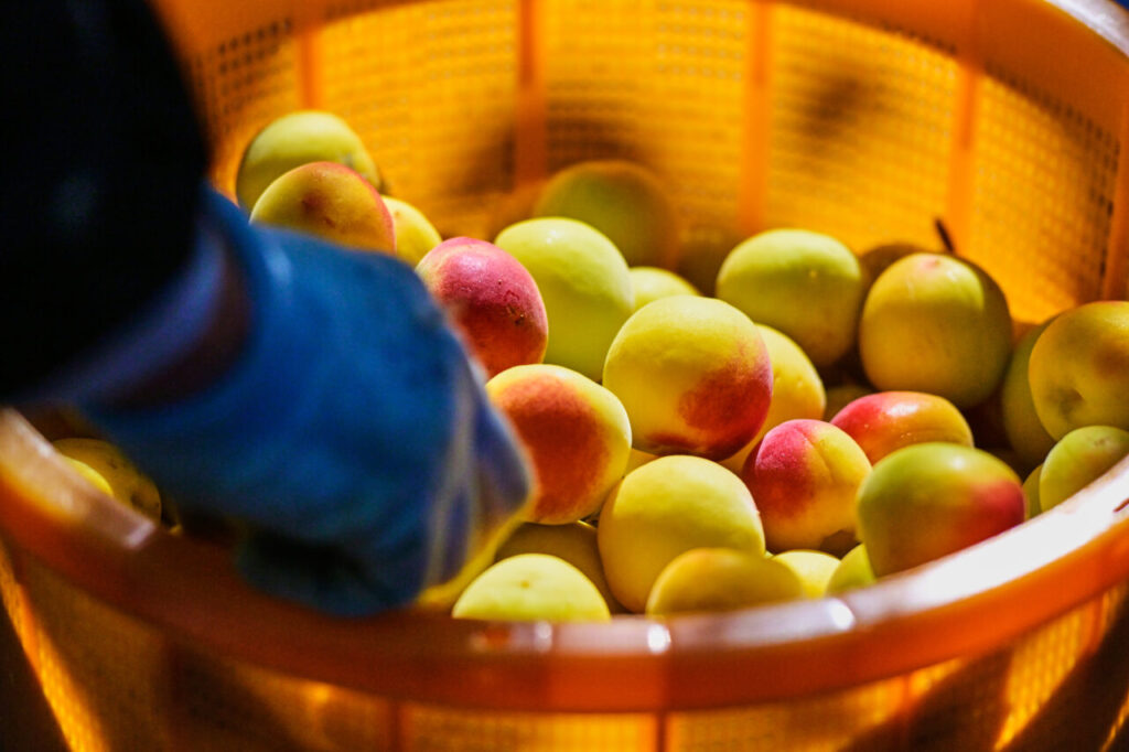 ブランド梅「南高梅」はみなべ町が誕生の地