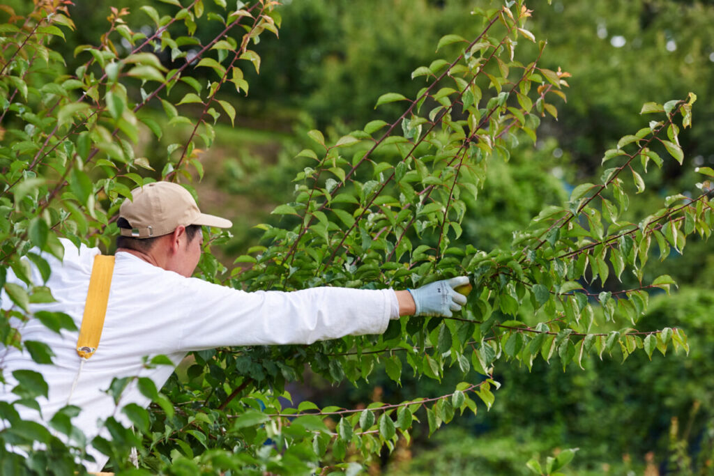 梅畑の散策の様子