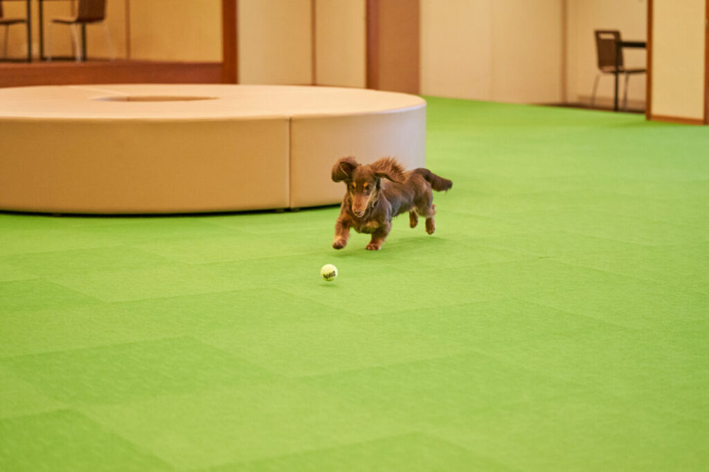 愛犬が楽しめる屋内ドッグラン