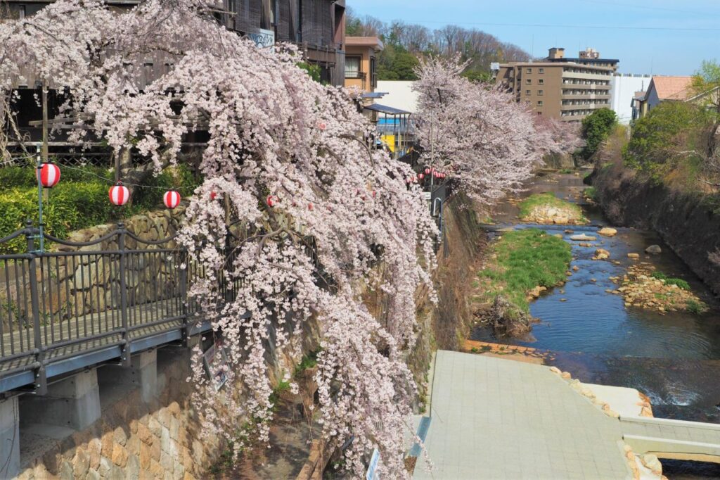 有馬川の桜