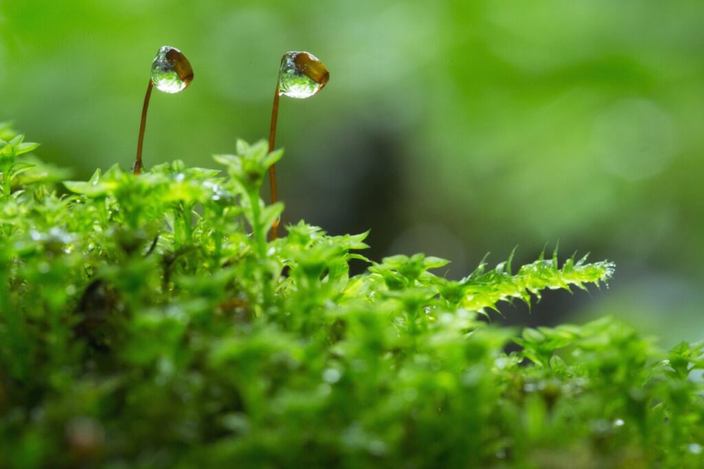 苔の胞子体