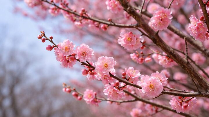 梅見はなぜ桜ほど大衆化しなかったのか。日本人の季節感や歴史的背景、海外からの評価を踏まえ、桜との違いと現代における再評価の可能性を解説します。