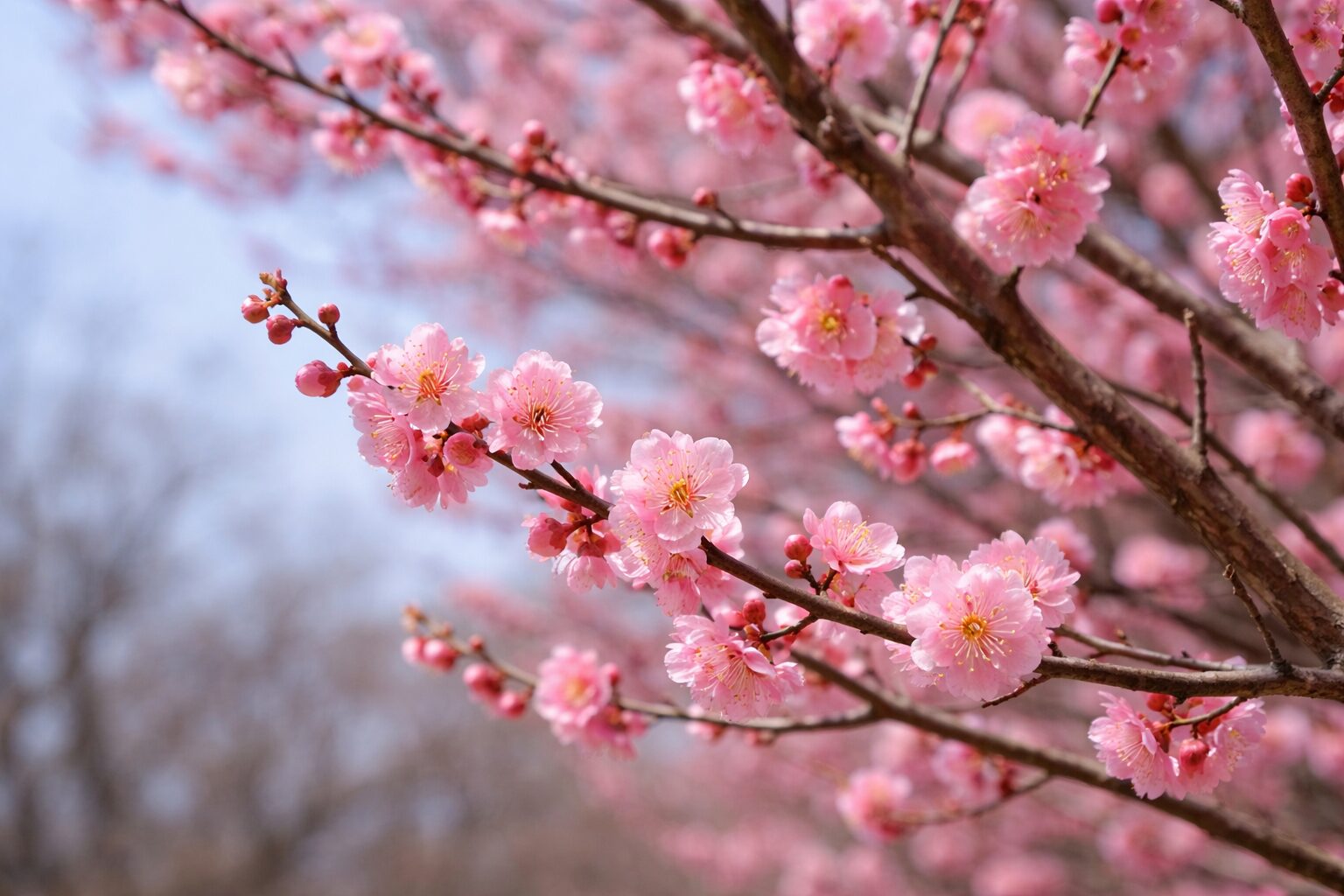 梅見に見る日本人の季節感と海外の評価｜桜との違いを解説