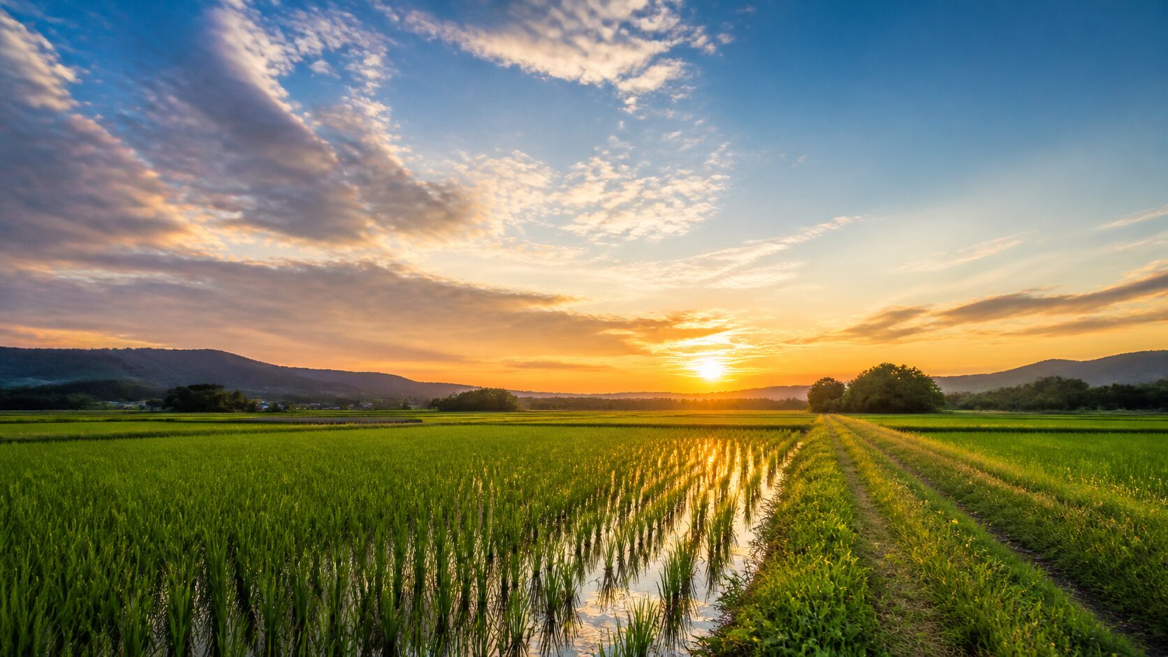 夏至とは？海外の反応と日本の季節文化